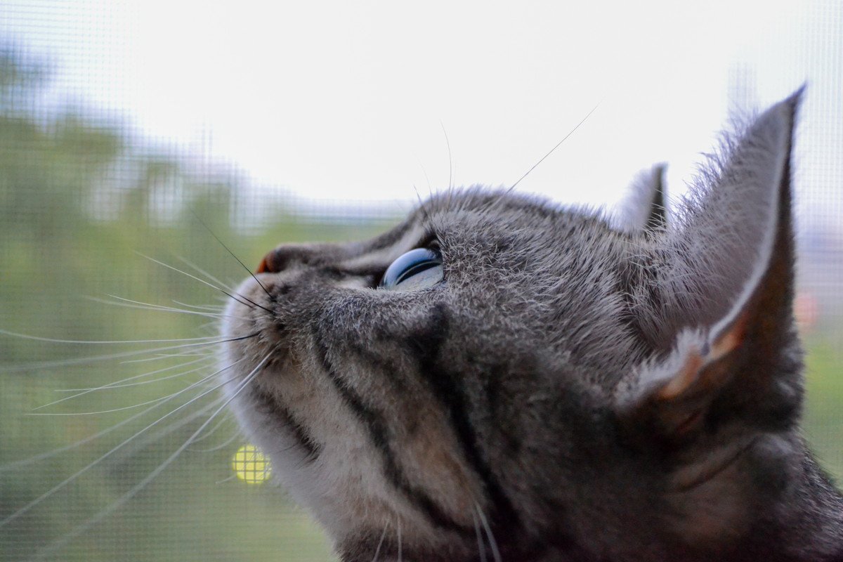 人間には無い猫の目の『タペタム』とは？その機能やタペタムがある理由・猫の目にまつわる驚きの事実5つ