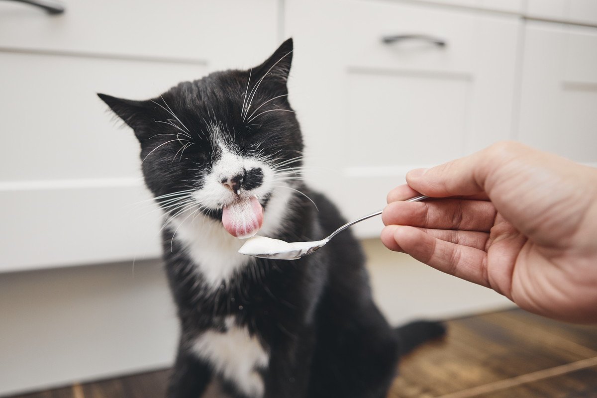 猫の『免疫力をUP』させる食材トップ3！与える際の重要な注意点も