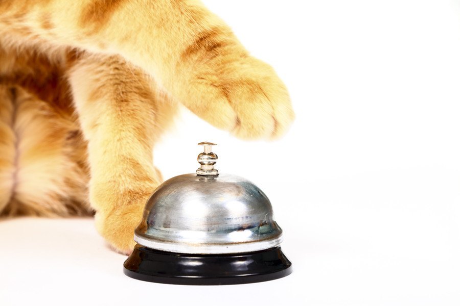 猫に『呼び鈴鳴らし』をしてもらうには？楽しく教える６ステップ