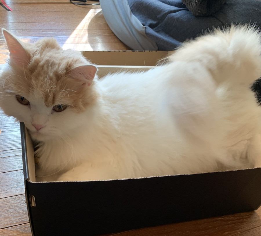 猫が小さい箱に入りたがる理由５つ