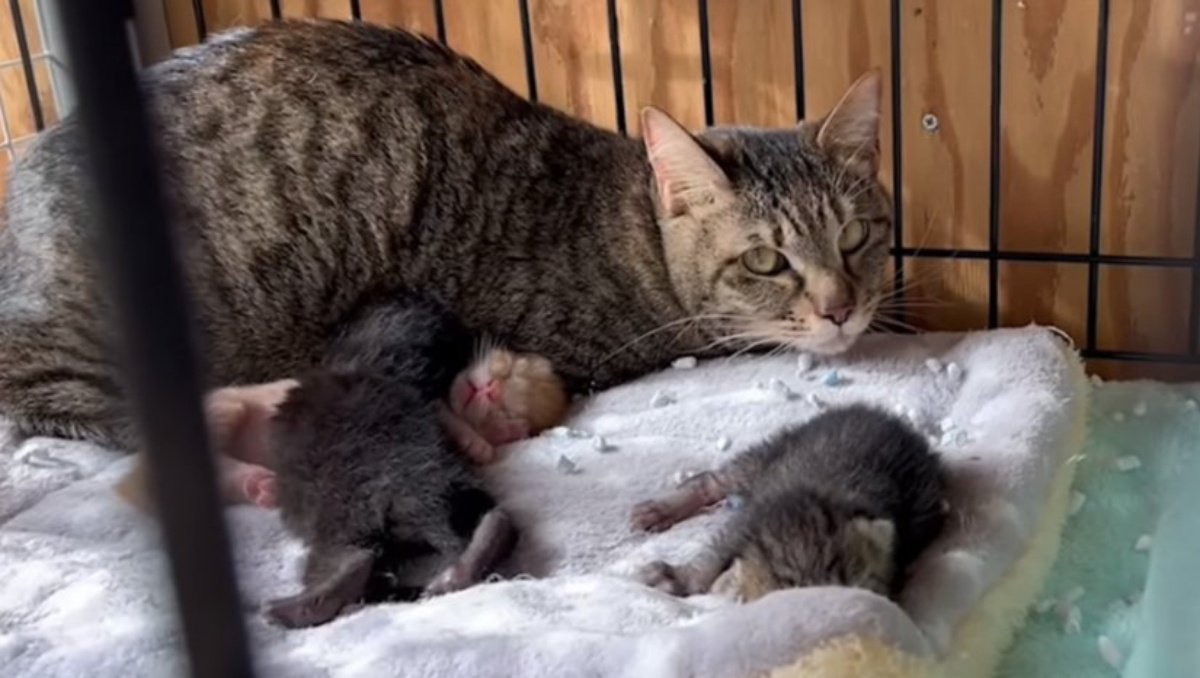 多頭飼育崩壊から親子猫を救出…第二の猫生を歩む姿に感涙