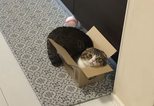 箱が好きな猫さん！小さい箱にどうやって入る？