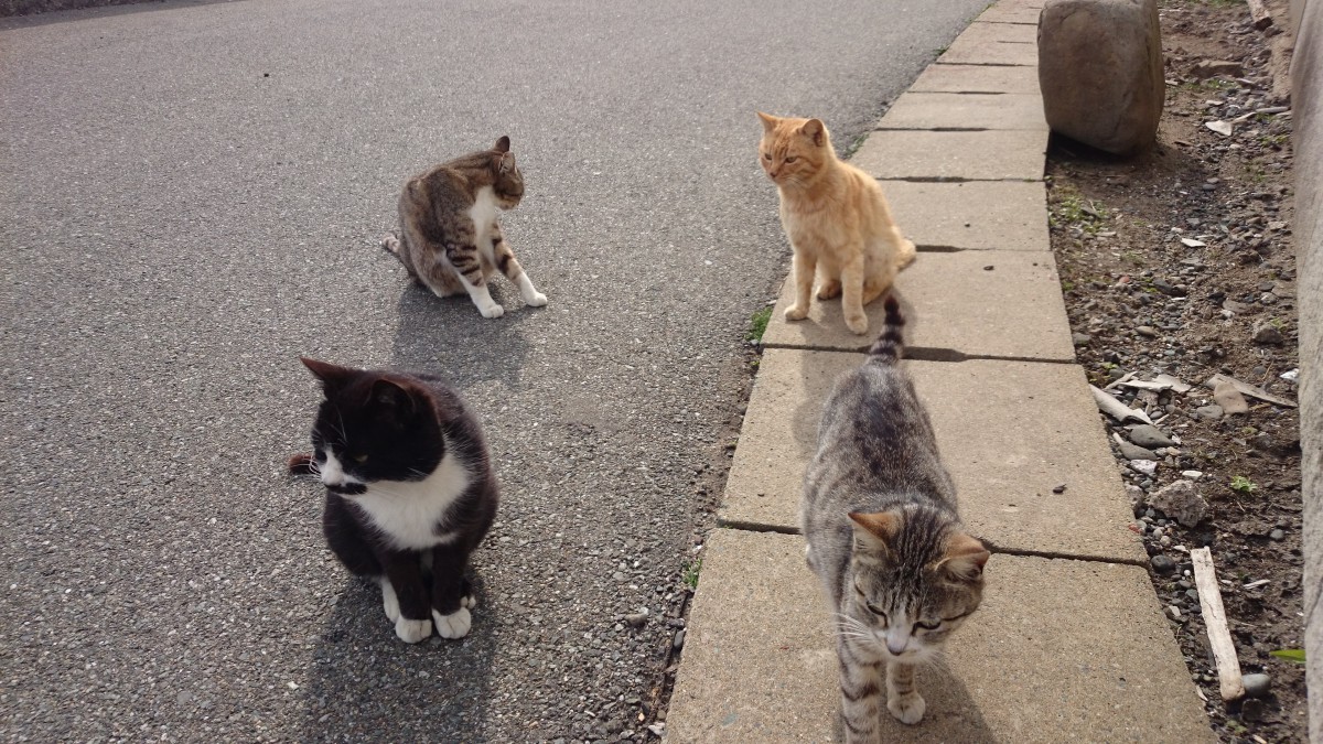 世界６大猫スポット福岡県にある「相島」をリポート