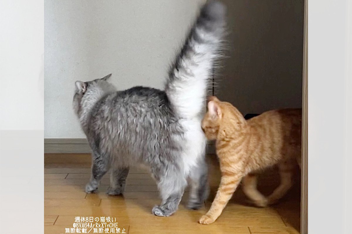 「おしりに衝突！？」前を歩いていた猫ちゃんのおしりにゴツン（笑）SNSの猫好きたちが爆笑した写真
