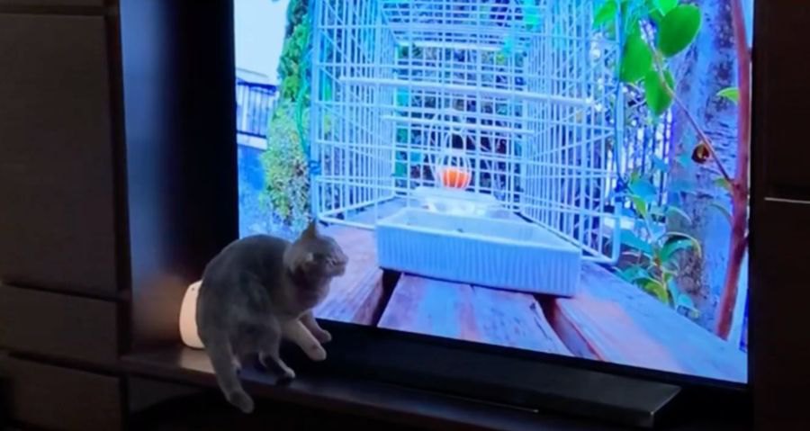 興味津々！新しいテレビが気になっちゃう猫ちゃん！