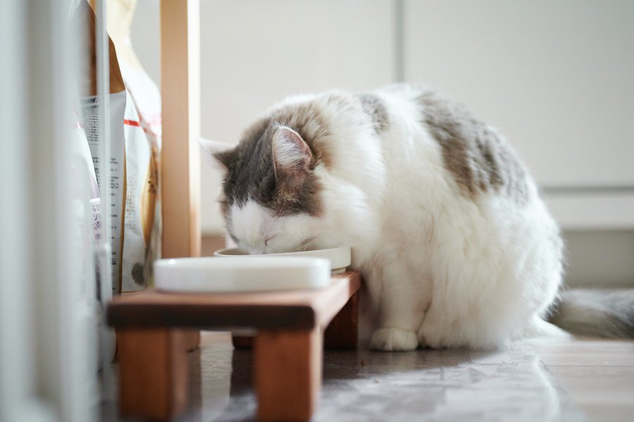 猫の健康寿命を延ばす『食器』の選び方5つ
