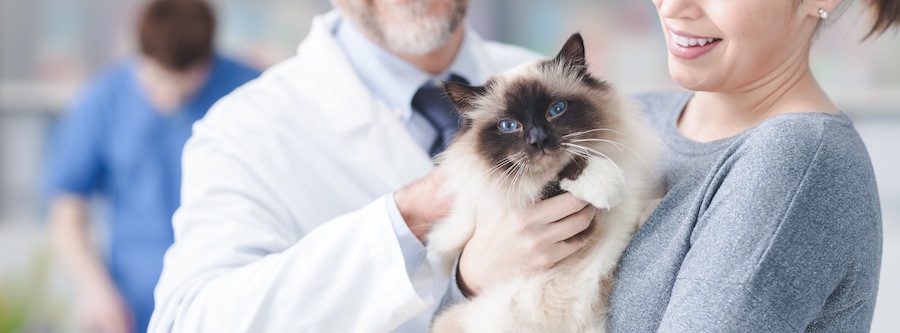猫のアポクリン腺癌とは？症状や早期発見のカギ