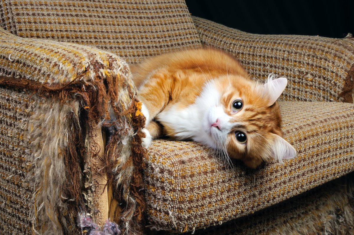 猫が傷をつけやすい家具５選　飼い主ができる対策とは？