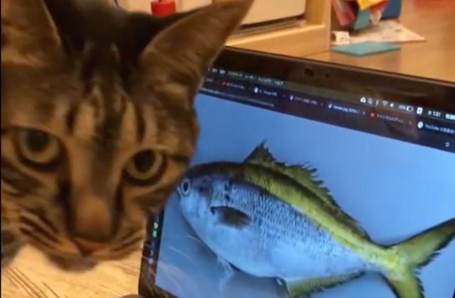 お魚が大好きな猫ちゃんに魚の映像を見せてみると…？