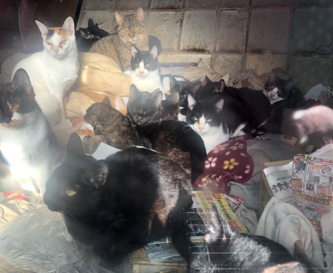 ６畳２間に37匹…生活困難者の多頭飼育崩壊。絶望から救い出された猫