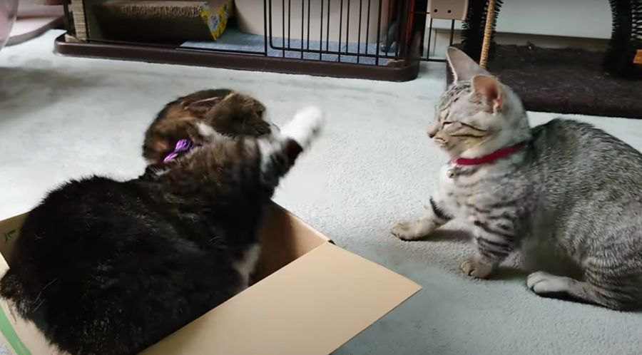 「箱は渡さない！」バトルになる子猫と先輩猫！
