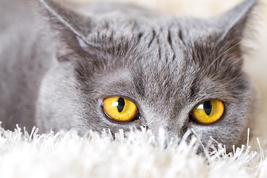 猫の目やにが片目だけに付いている原因と対策