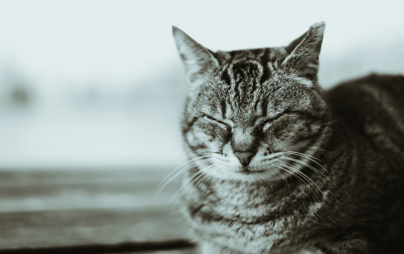 猫が『亡くなった時』の絶対NG行為3つ　後悔のないお別れにするために大切なこと