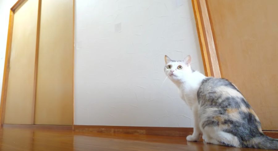 なんだか廊下が広くなったにゃ〜！猫ちゃんと一緒に？廊下の手すりを取り外し！