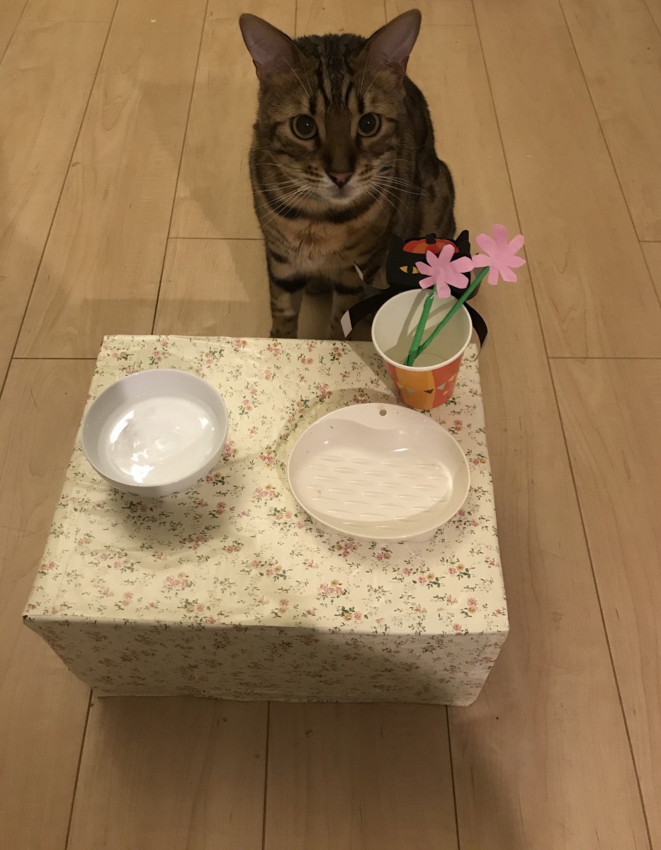 愛猫の食器台を可愛くアレンジ♡ダンボールとシールシートで手作り！