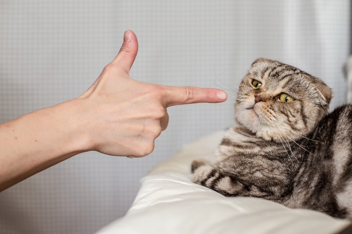 猫には絶対に厳禁な『暴言・態度』5選　改善できないなら猫と暮らす資格なし！