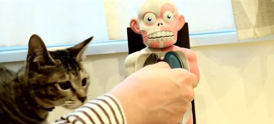 ドキドキ…猫ちゃんに邪魔されながら人体模型ゲーム！