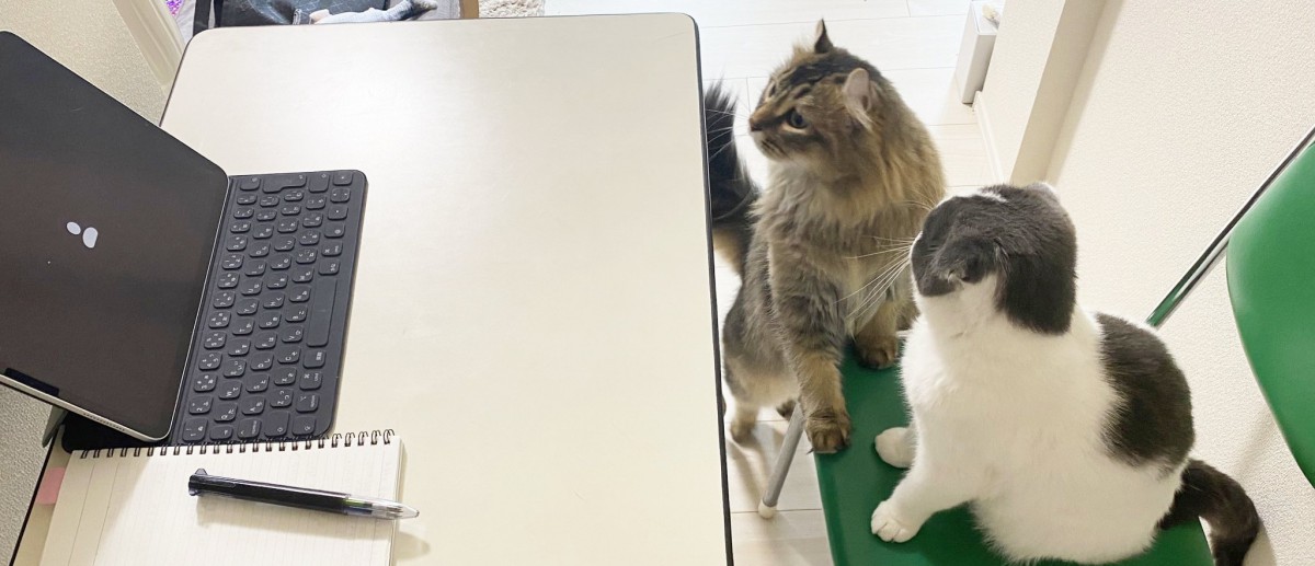 パソコンをたしなみweb会議に出席する気満々の猫さん達が話題！