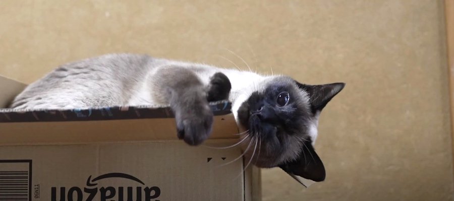 この空き箱は絶対に渡さニャい！猫ちゃんたちの箱奪り合戦