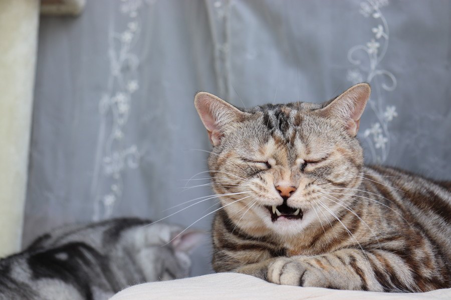 猫がくしゃみを何回もするとき考えられる原因５つ