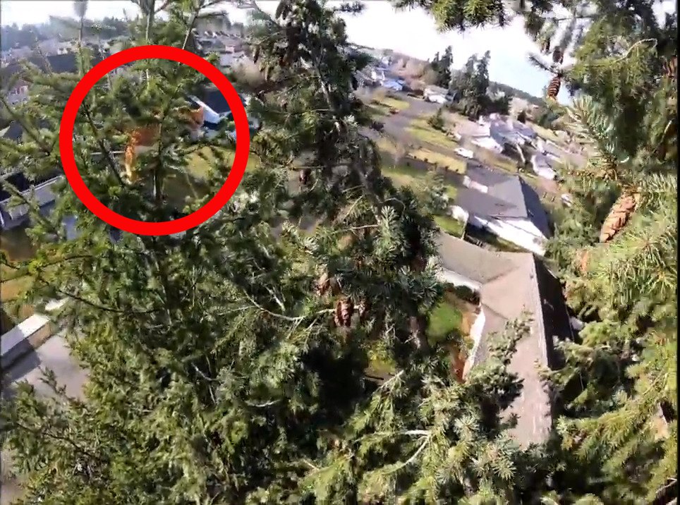地上18メートルの細い木の上に立ち往生…今にも落ちそうな猫をレスキュー