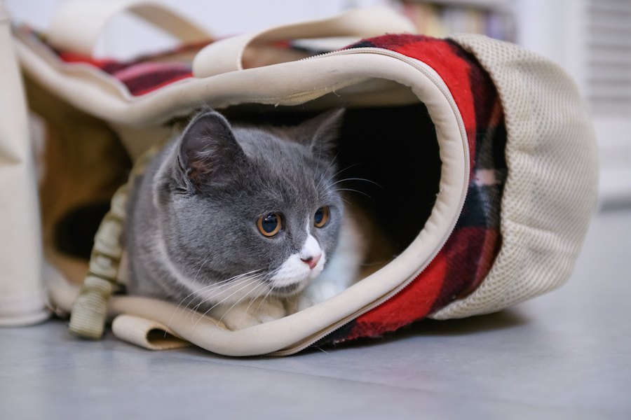 ルートートの猫バッグがかわいい！おすすめ商品5つ