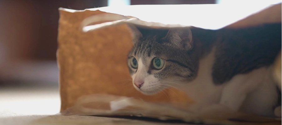 猫的マストなお土産？紙袋、中から覗くか上から乗るか