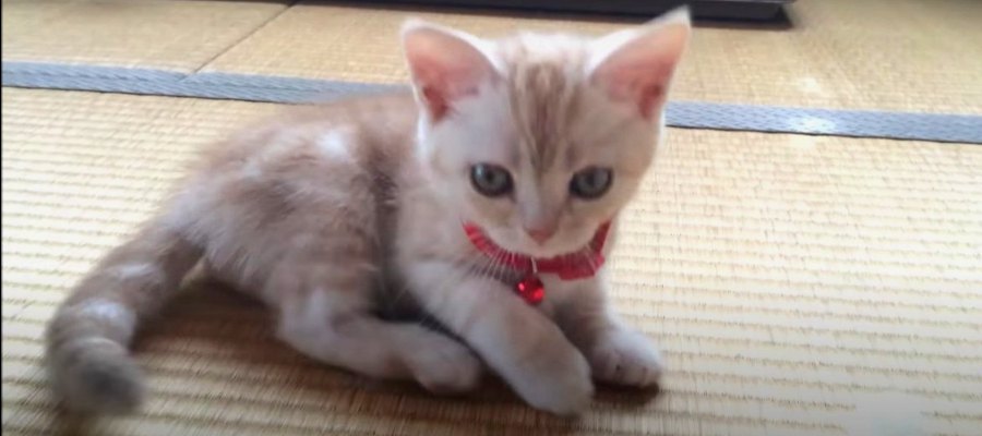 ぶかぶかなところもキュン♡初めて首輪をつけた子猫ちゃん！