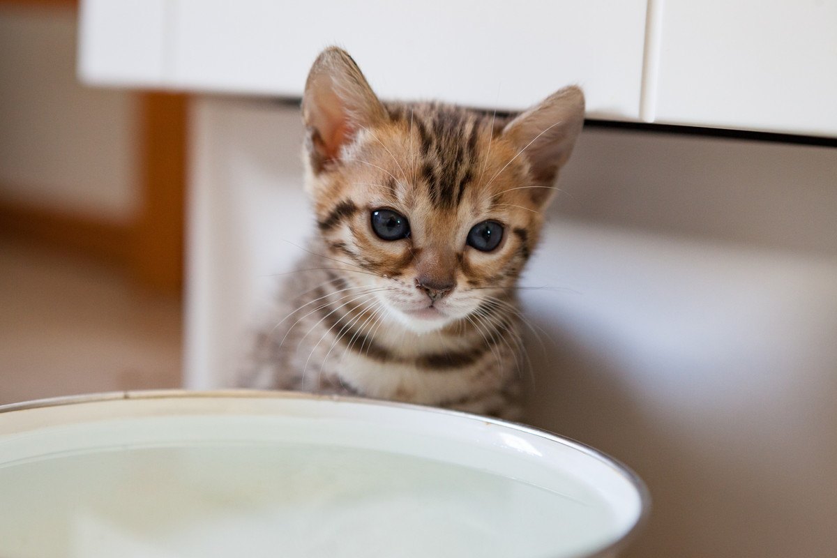 なかなか『水を飲んでくれない』猫に水を飲んでもらう4つの工夫