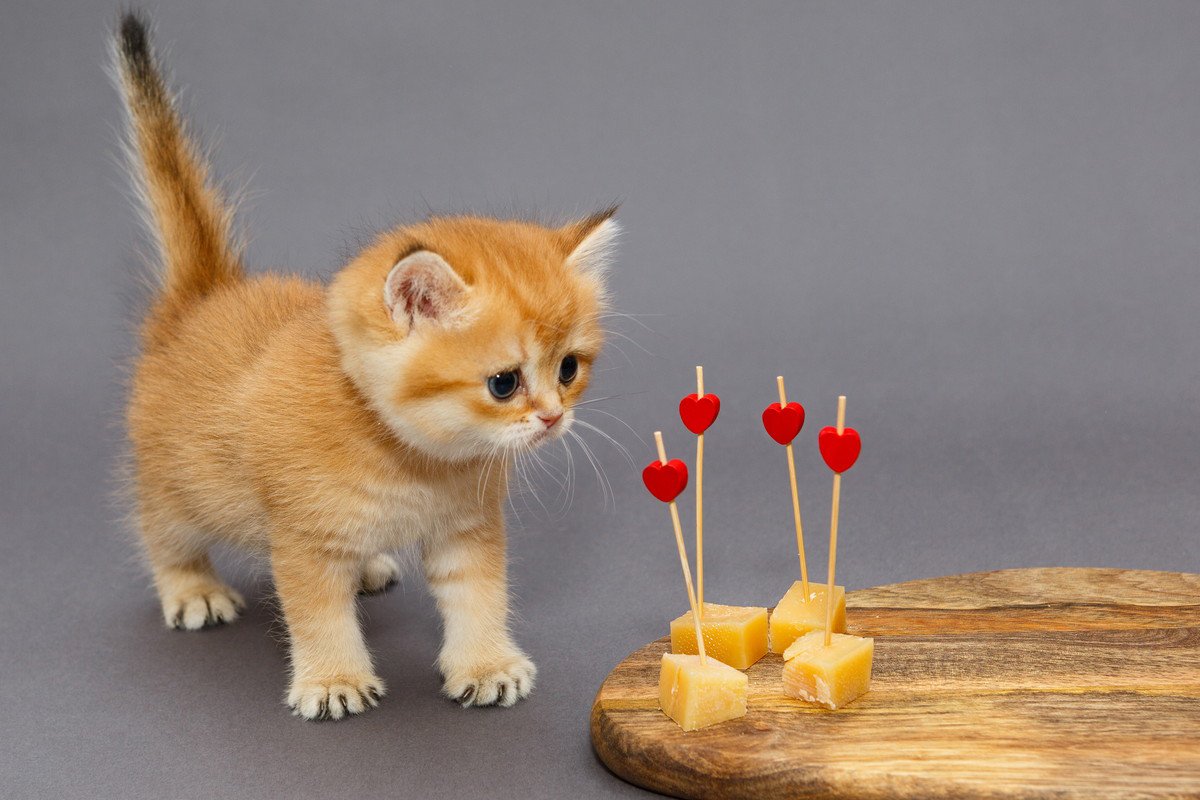 猫に『チーズ』は絶対NGな理由3つ！誤食したときの対処法と食べてOKなチーズとは