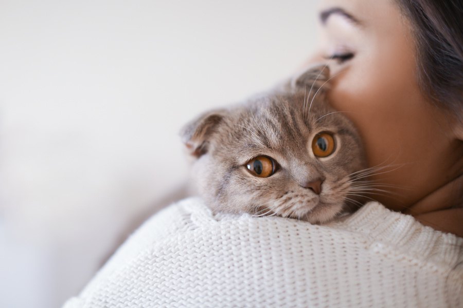 猫から人にうつる病気3選！対処法や予防の方法