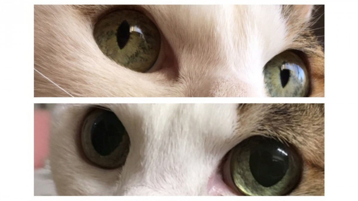 猫の目の仕組みと目から読み取れる気持ち