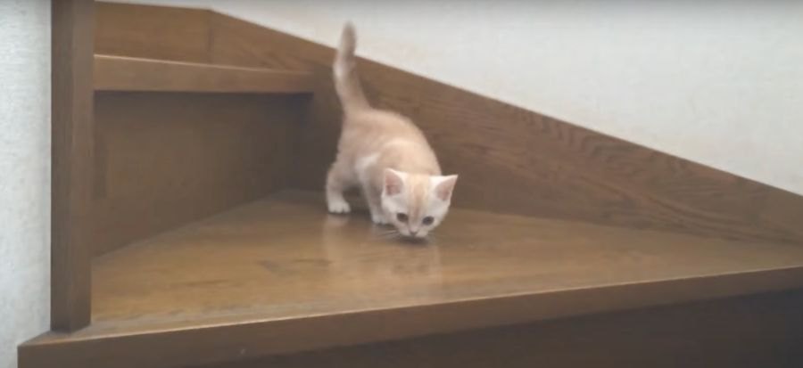 初めて階段を降りる子猫ちゃんが可愛すぎる♡