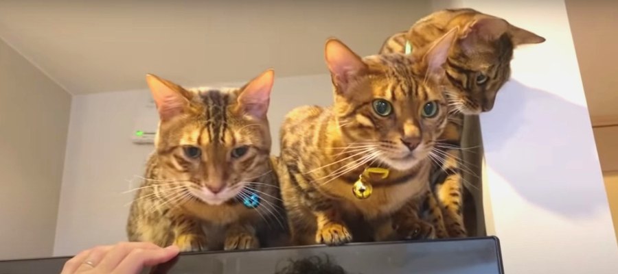 ニャンベロス！？冷蔵庫の上に集まる猫さんたち