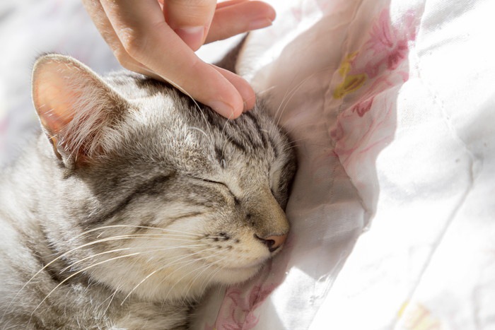 猫の肺水腫とは  その症状や原因、治療の方法