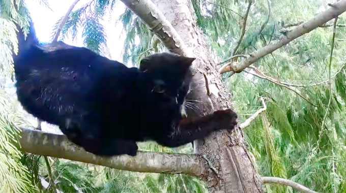 木の上から降りられない猫…安全に保護するための秘訣とは？