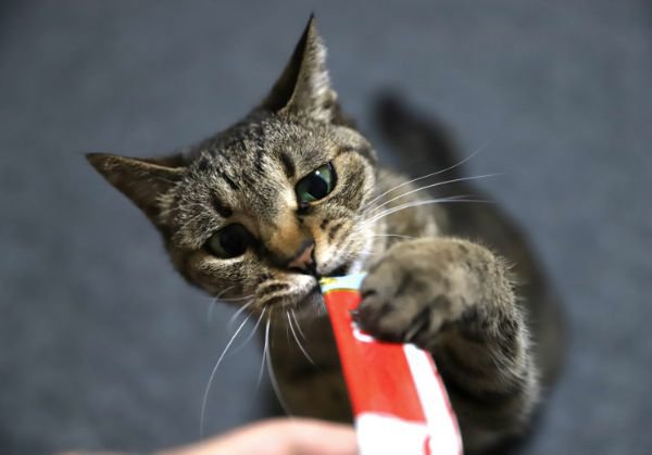 猫にチュールは危険なの？含まれる成分や上手な与え方を紹介！