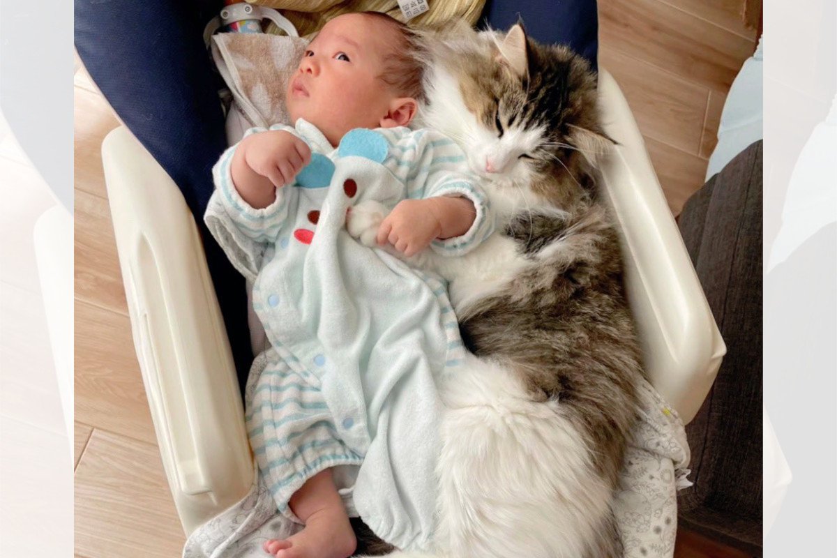「尊すぎる！？」赤ちゃんにぴったり添い寝しているモフモフ猫ちゃん「優しいお兄ちゃん猫♪」