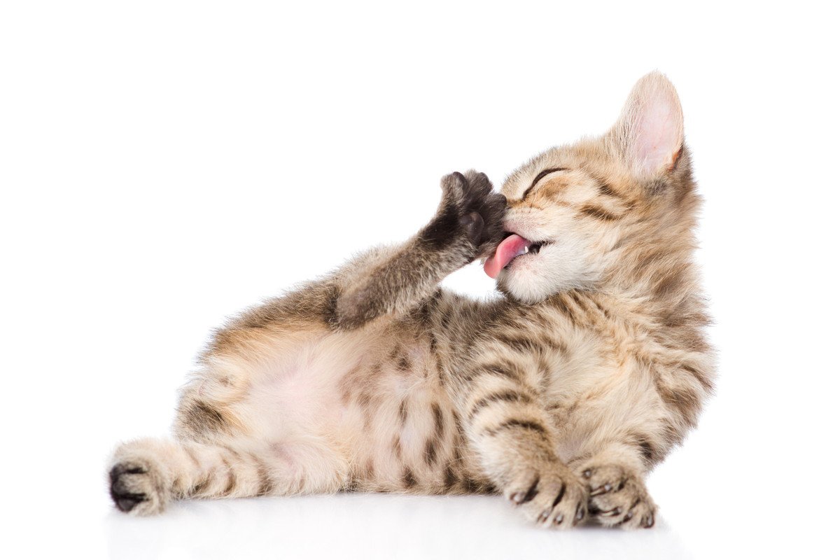 猫が身体を『舐め続けている』ときは要注意！　5つの原因と対処法