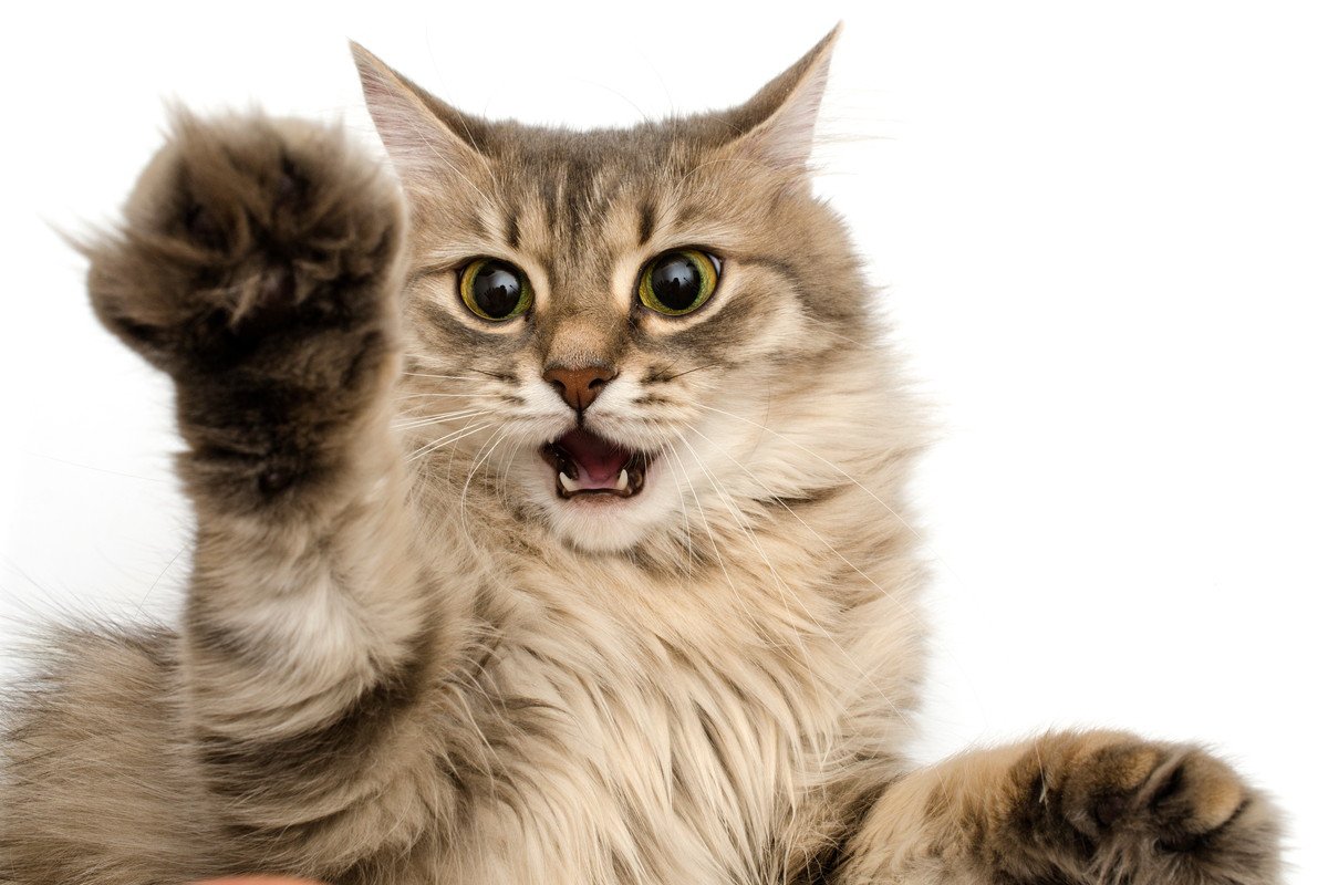 猫を『攻撃的にしてしまう』3つのトリガーと対処法　気持ちを収めてもらうにはどうすれば？