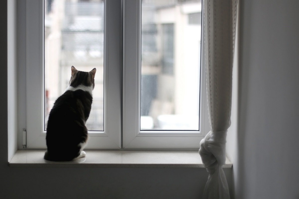 猫が『仲間の猫』を失った時に見せる４つの悲しみサイン