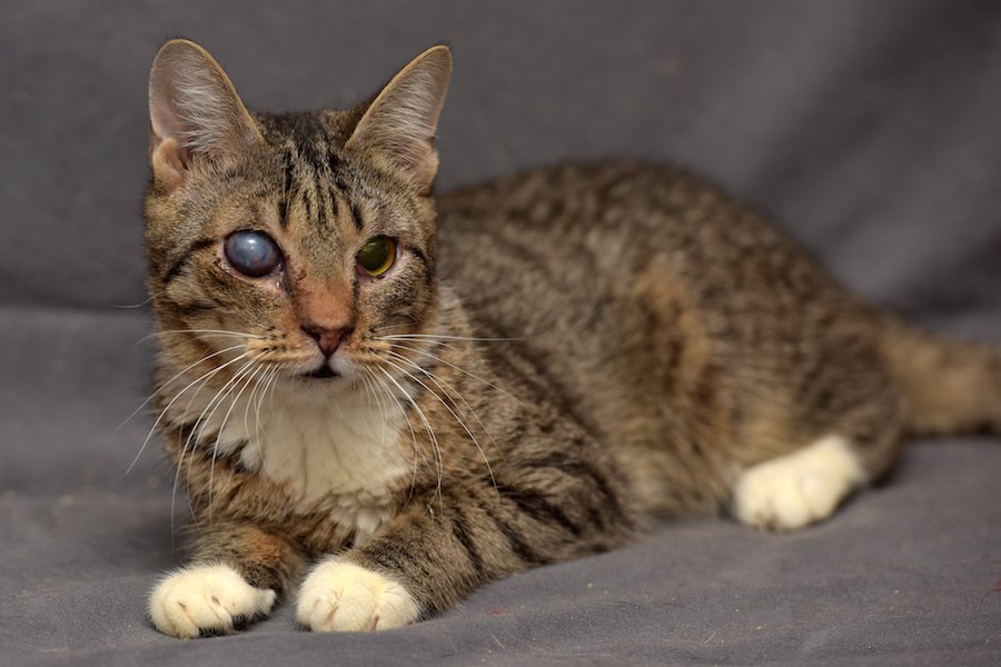 猫の目に濁りがある2つの原因、症状、治療法