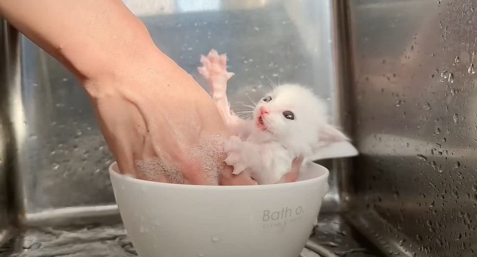 子猫を『泡風呂』に入れてみた結果…まさかの反応に「この世のものとは思えない可愛さ」「天使」と11万7000再生の大反響