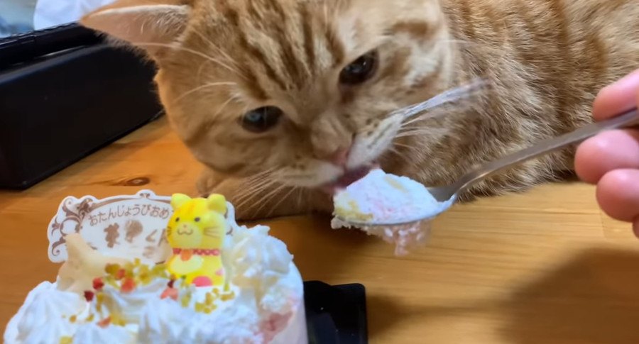 子猫から成猫へ！1歳の誕生日でケーキを食べる