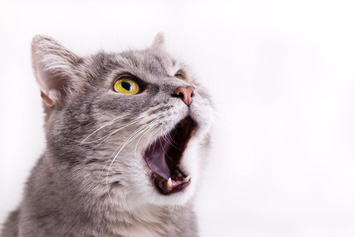 猫が『無駄鳴き』をする原因4つ！「無視」は良いの？悪いの？