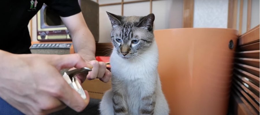 【検証】猫ちゃんに爪切りのお手本を見せると切らせてくれるって本当？