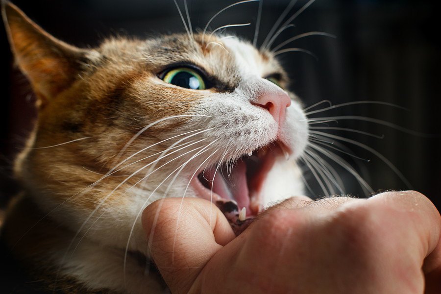 猫が人間に噛みつく原因4つ！効果的なしつけはある？