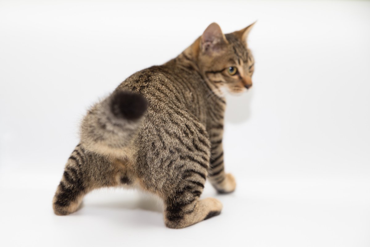 猫の謎行動『お尻歩き』考えられる4つの原因　痛みや違和感を感じているサインかも