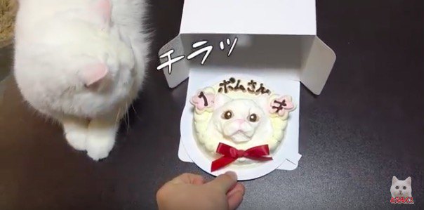 超リアルな猫ちゃん用の誕生日ケーキ！果たして反応は？