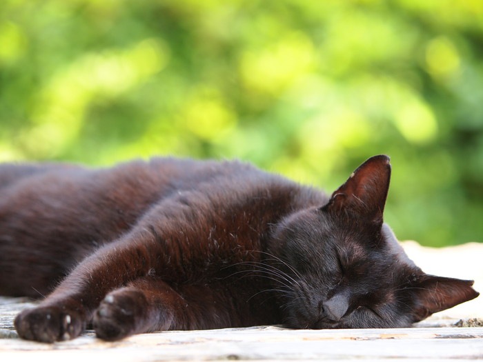 急死した猫の後継者「宝」という名の片目の黒猫